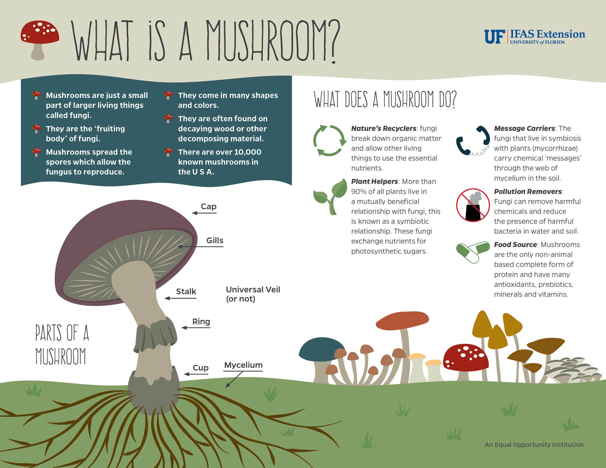 What is a mushroom?