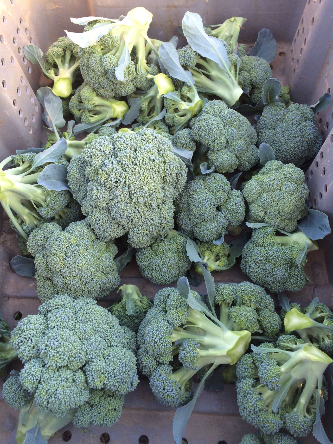 Unharvested broccoli