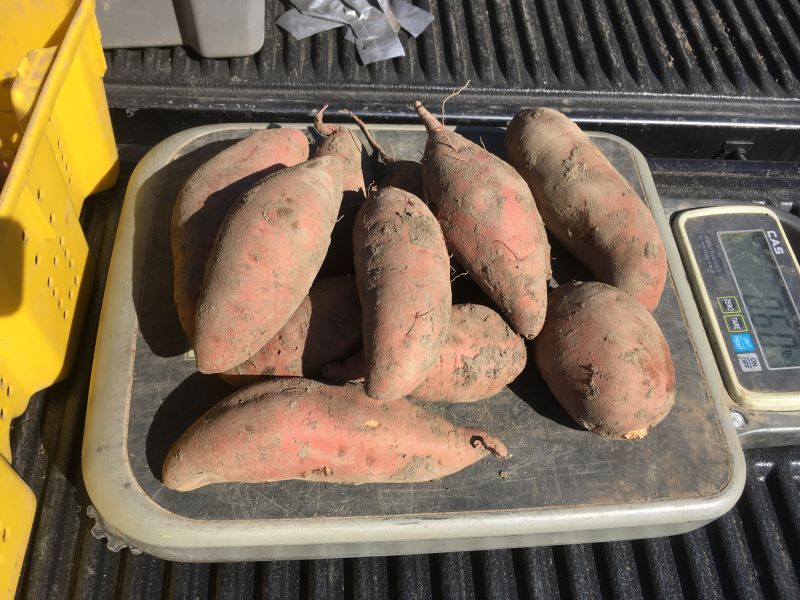 Saving Sweet Potatoes: Reducing Food Waste Through Data Collection