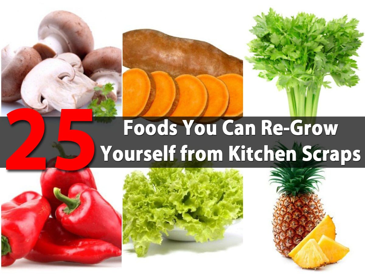 25 Foods You Can Re-Grow Yourself from Kitchen Scraps