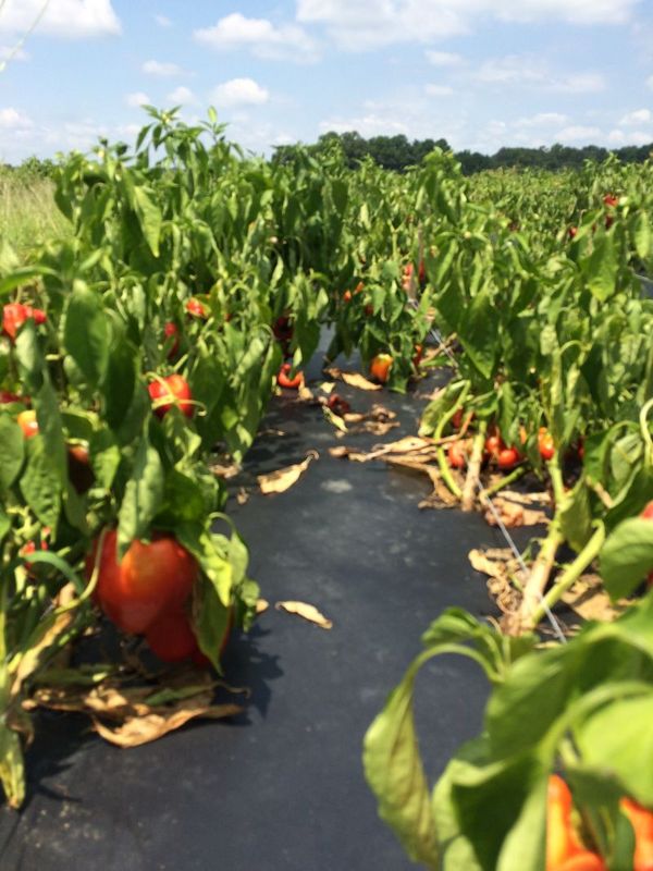 Bell pepper left unharvested because the price dropped below the harvest cost