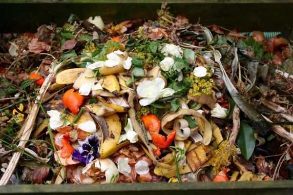 The Shocking Truth About Food Waste and its Impact on Food Insecurity in America