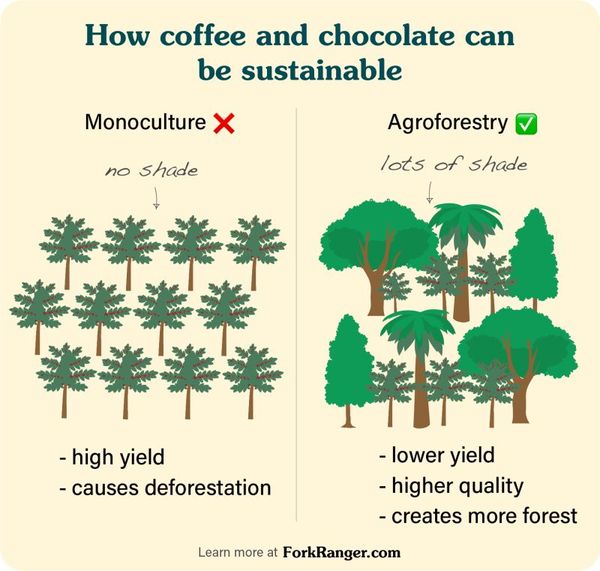 Sustainably Delicious: The Benefits of Agroforestry for Coffee and Chocolate Production